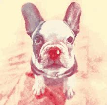 sloane - frenchies don't fuck like this